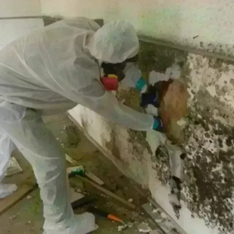 Mold Remediation and Removal in Porter Heights, TX